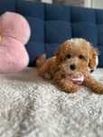 Śliczny Piesek Maltipoo!