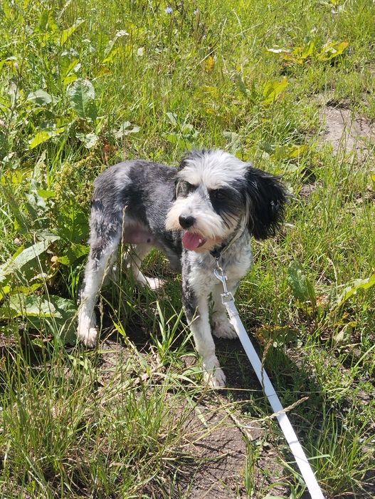 Cockapoo , spaniel pudel , cockapoo f1b samiec