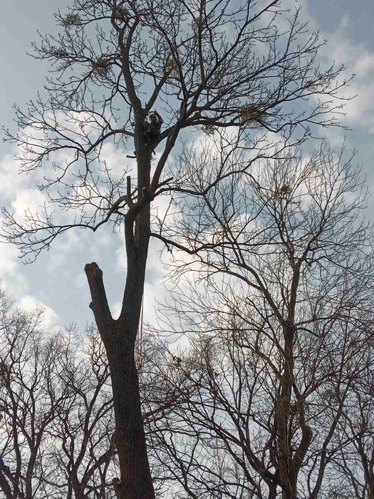 Альпініст.Обрізка, обрізання, валка аварійних дерев