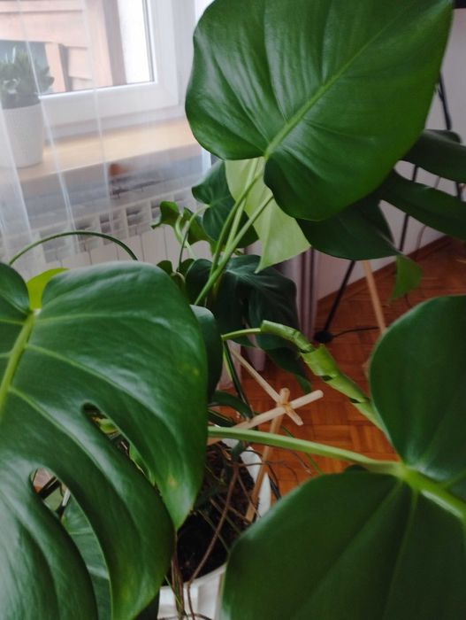 Piękna zielona monstera w doniczce 120cm