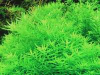 Rotala sp. green