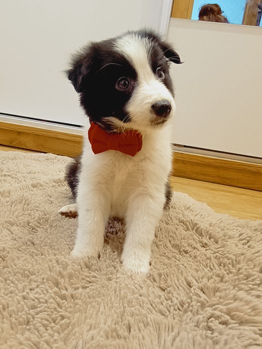 Border Collie szczeniak
