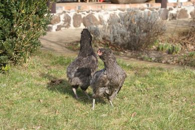 araucana araucany niebieskie kury wysyłka