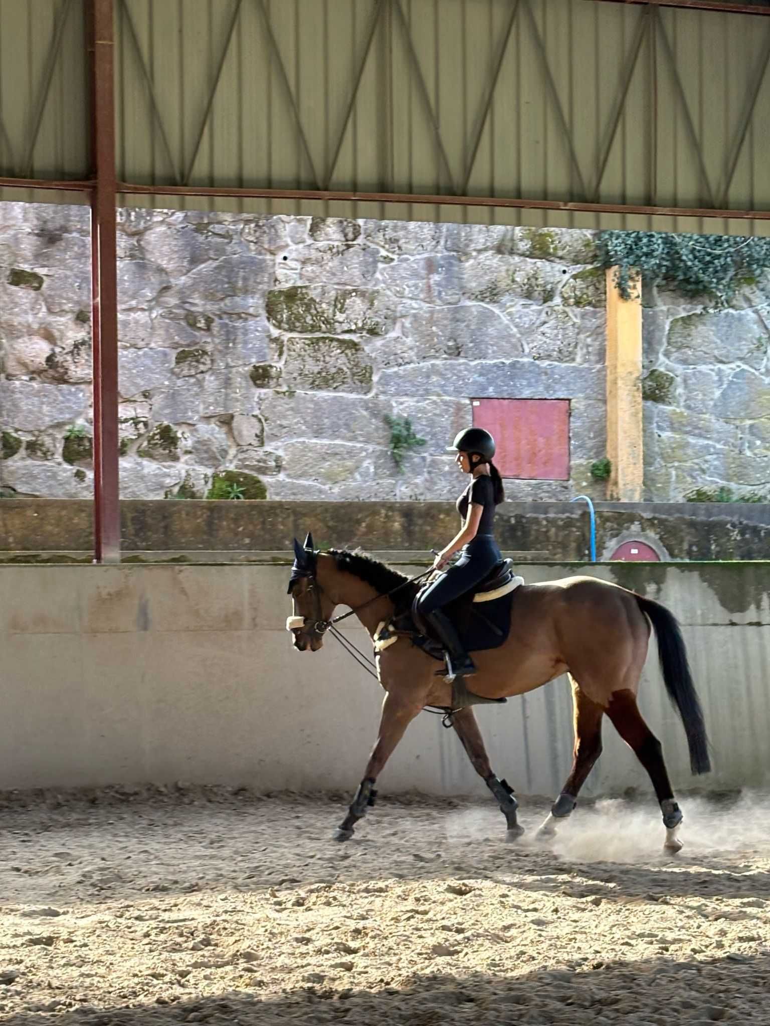 Cavalo PSI para venda