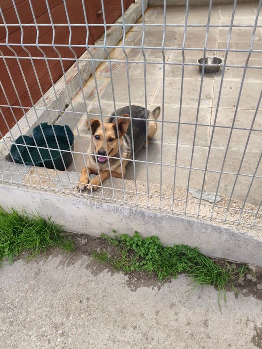 Łagodny, kochany, uwielbia przytulanie i głaskanie-Bueno