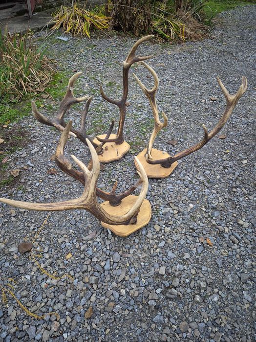 Poroże jelenia 6 sztuk