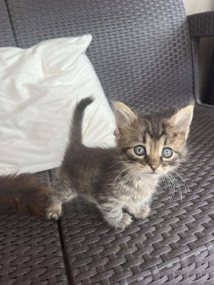 віддаємо котиків