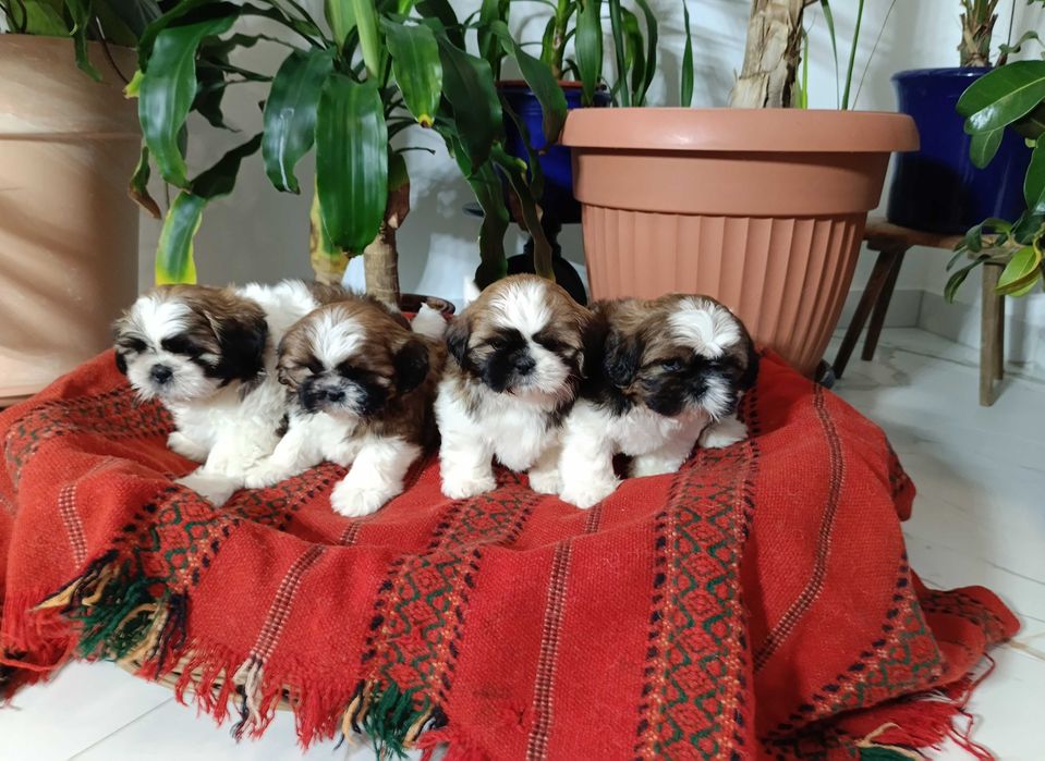 Shih Tzu suczka okolice Krakowa i Bochni