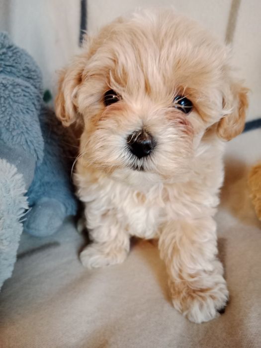 Maltipoo hybryda maltańczyk i pudel miniaturowy toy