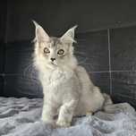 Koteczka  płatna adopcja Maine coon rodowód fpl FIFA