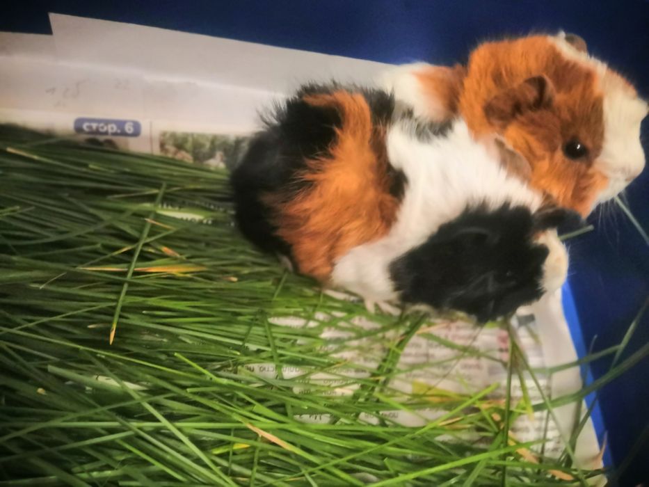 Продам морских свинок!!! Родились 18.06.2025