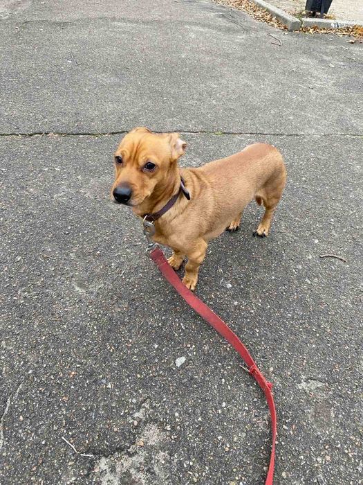 Рыжий такса бесплатно в добрые руки