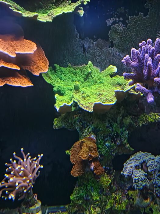 Montipora capricornis Toxic Green