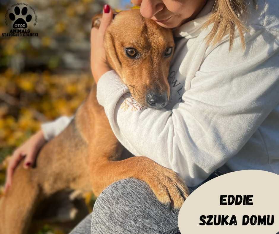 Przyjazny Eddie do adopcji