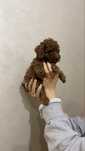 Poodle mini puppy