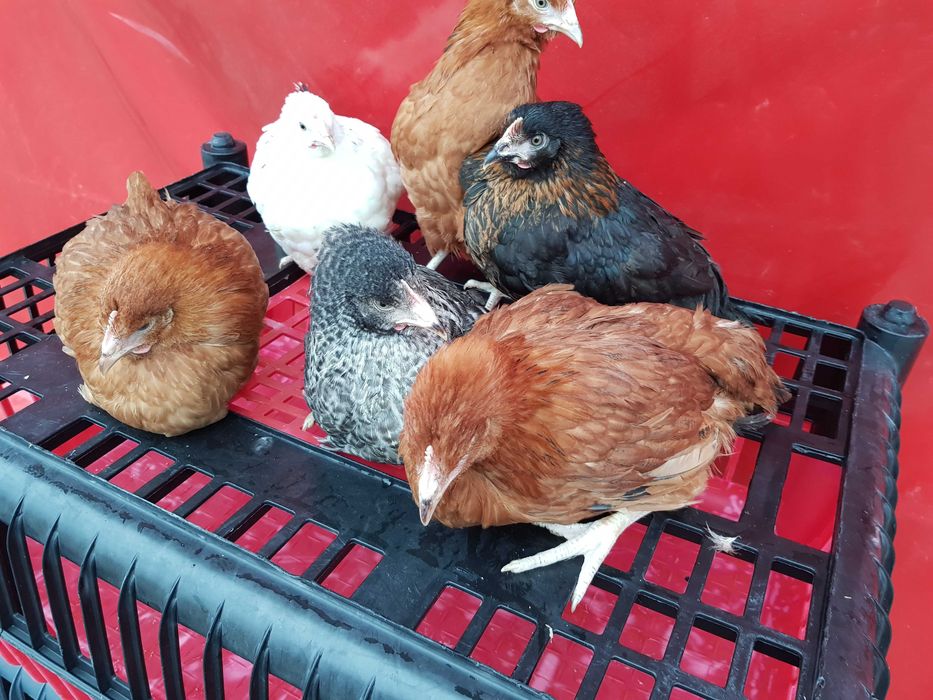 Kury kokoszki nioski rosa