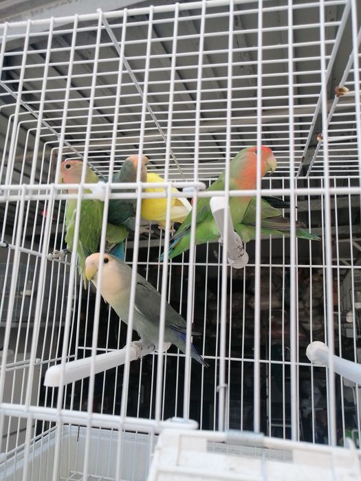 Vendo agraponis deste ano