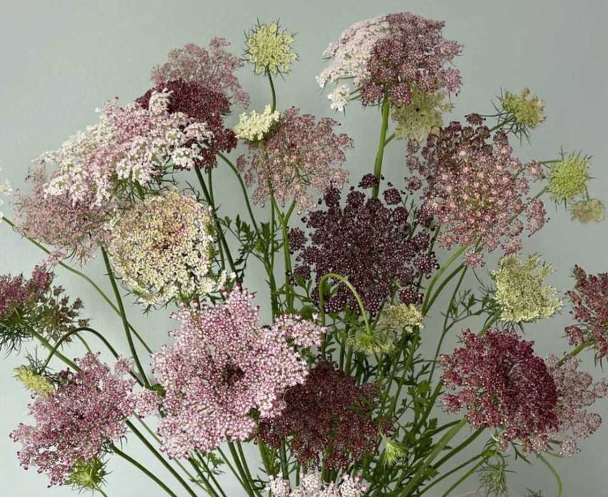 Насіння квітів Даукус "Carota Dara"