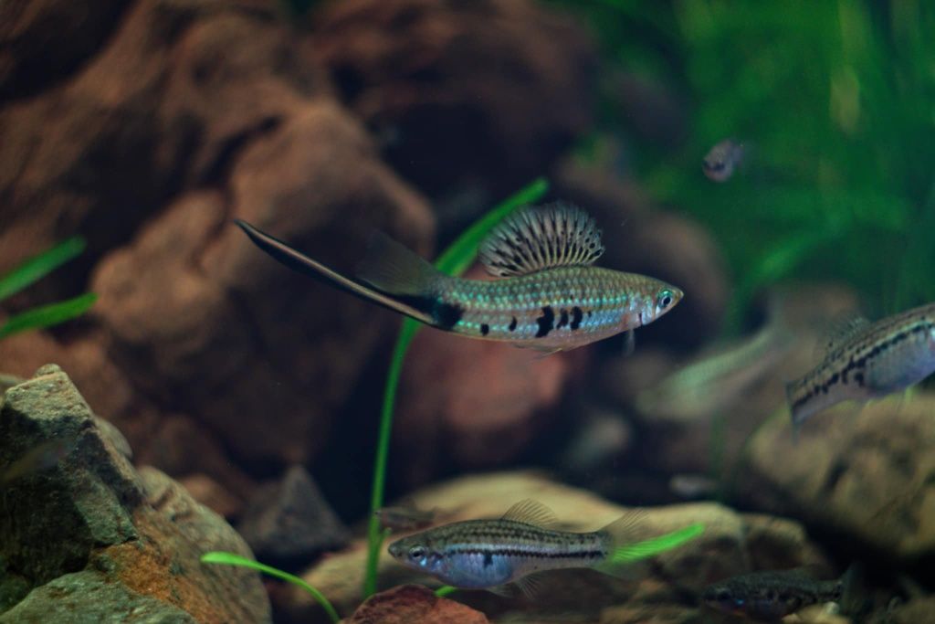 Mieczyk Montezuma