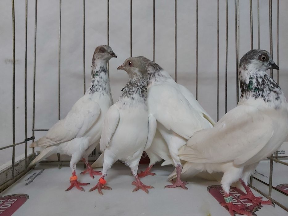 Gołębie Budapeszty Miedziane