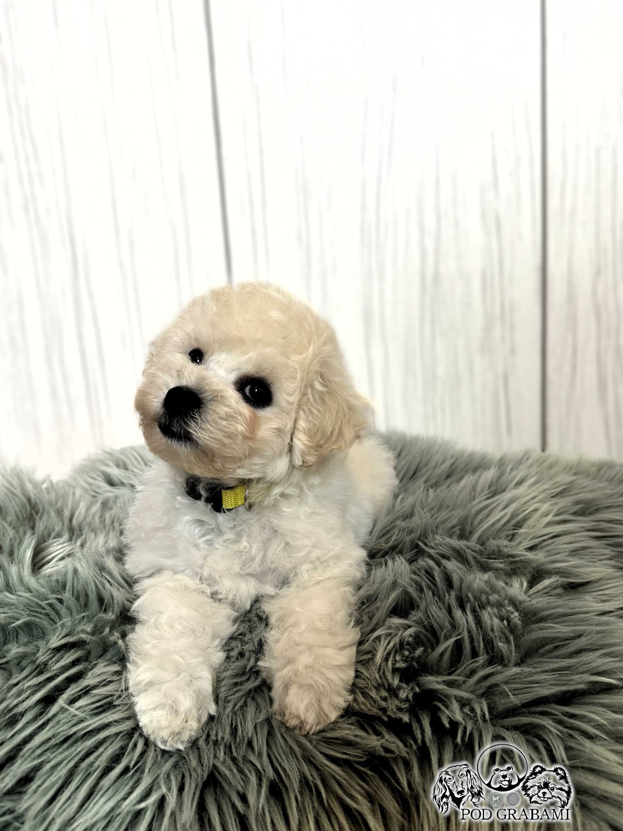 Bichon frise FCI do odbioru