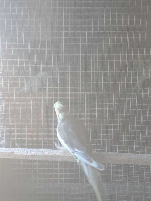 Disponíveis caturras, agapornis e periquitos