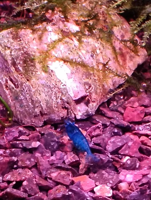 Camarões neocaridina