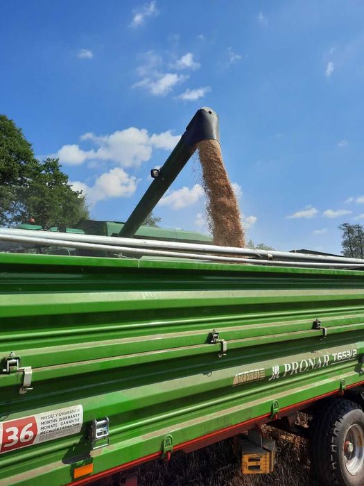 Owies ozimy KWS snowbird