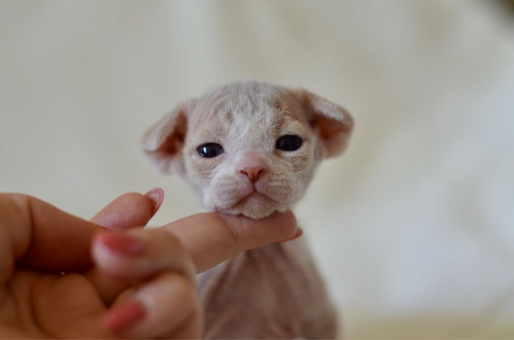 Котеня девон рекс хлопчик