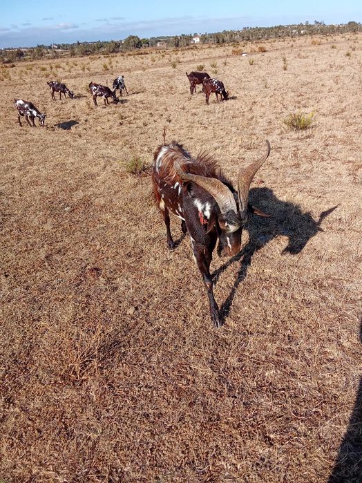 Cabras algarvias