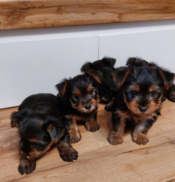 Przytulne pieski yorkshire terrier