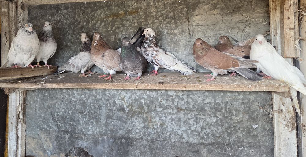 Mikołajewskie samce I samice