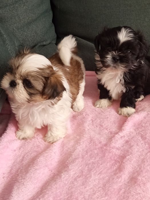 Śliczne dziewczynki shih tzu