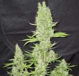 ‼️ 10szt AUTO Lemon Haze 60 dni THC Nasiona Marihuany Konopie indyjski