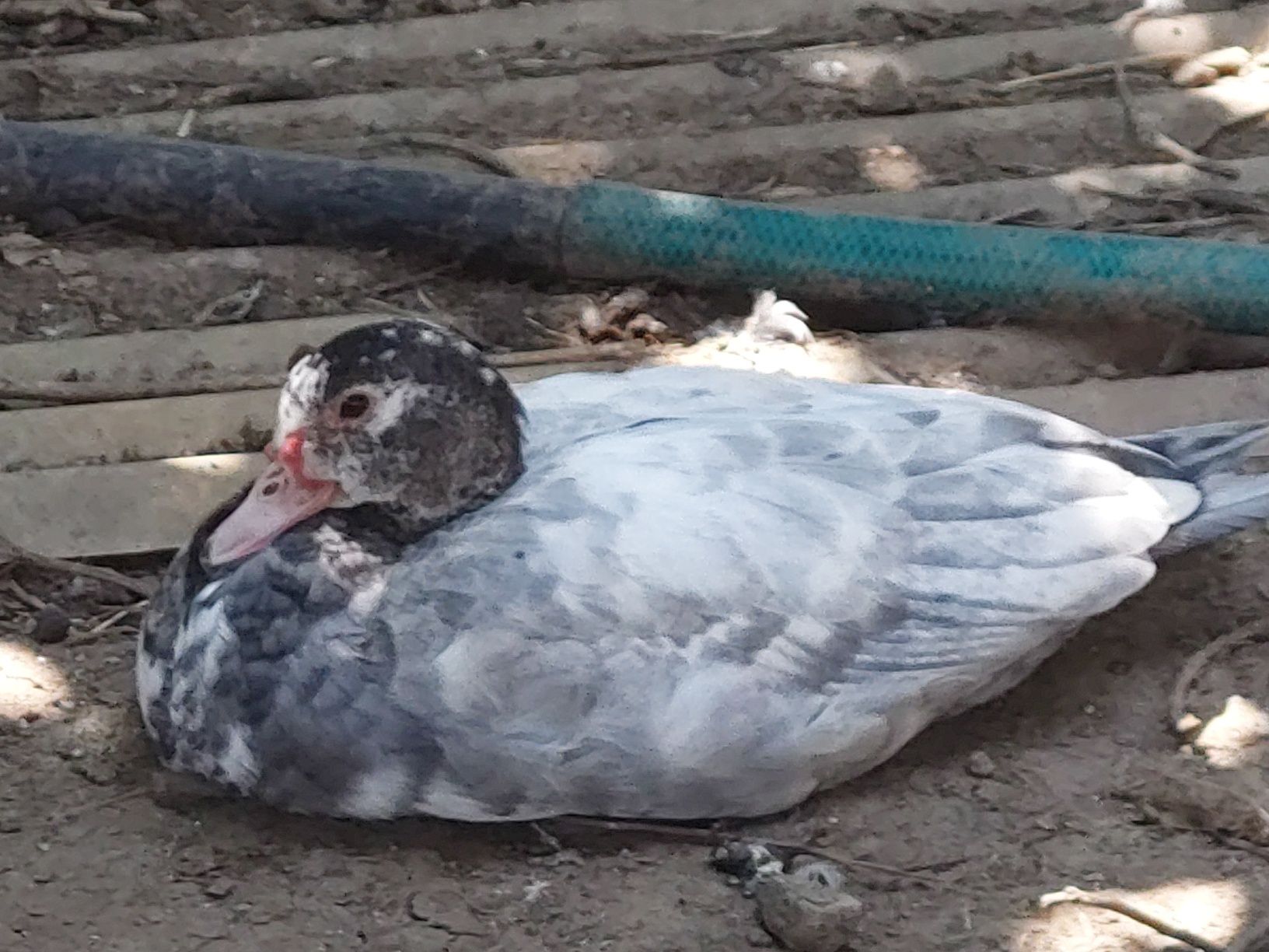 patos mudos caseiros casal