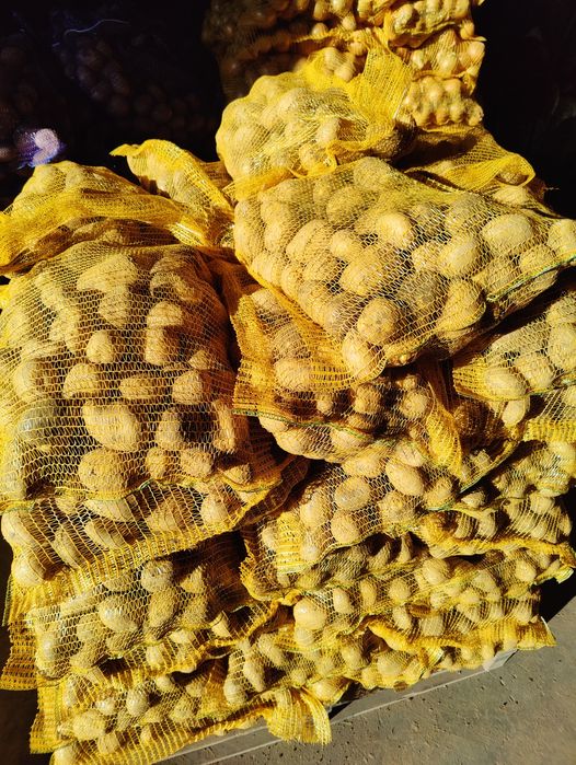 Ziemniaki Jadalne/Sadzeniaki/Paszowe