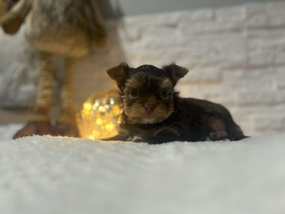 Yorkshire terrier pies