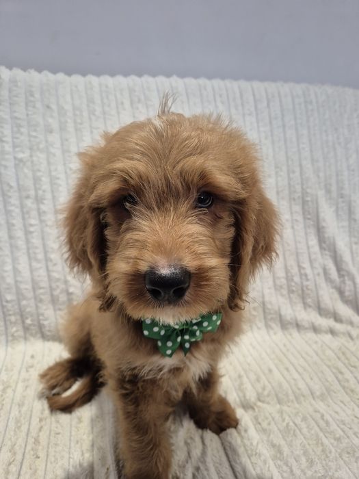 Goldendoodle f1 standard red-brown & white