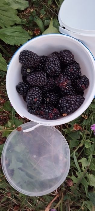 Ремонтантна не колюча ожина !