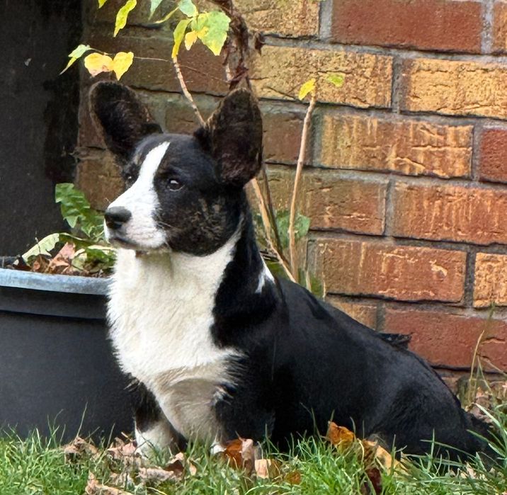 Welsh Corgi Cardigan szczenie FCI