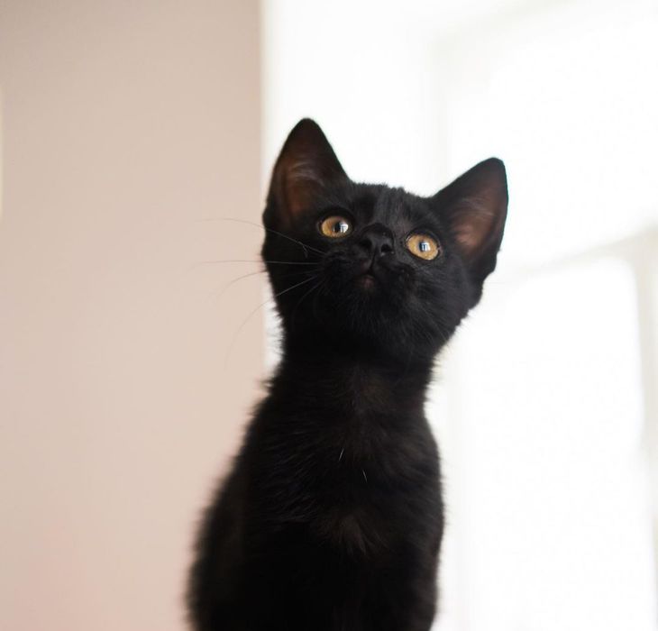 Черные котята бесплатно