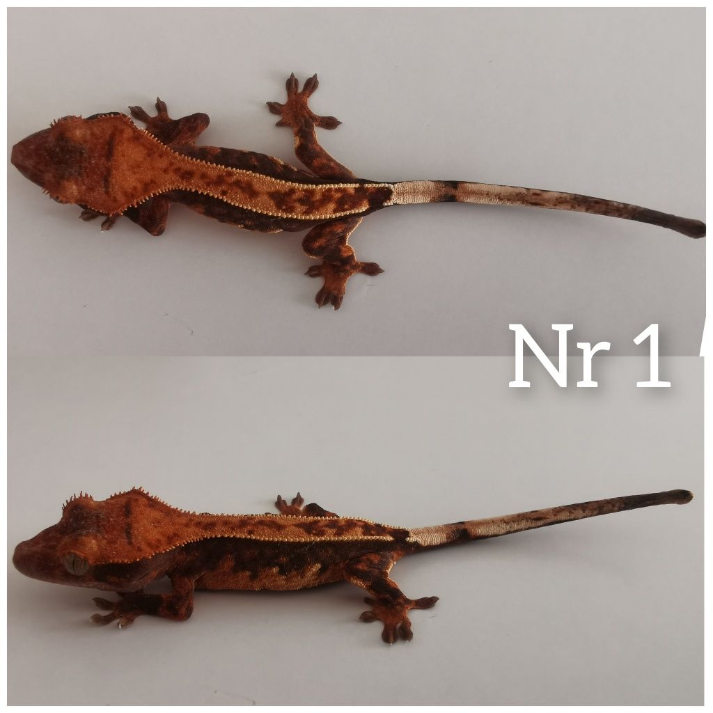 Gekon orzesiony nsx