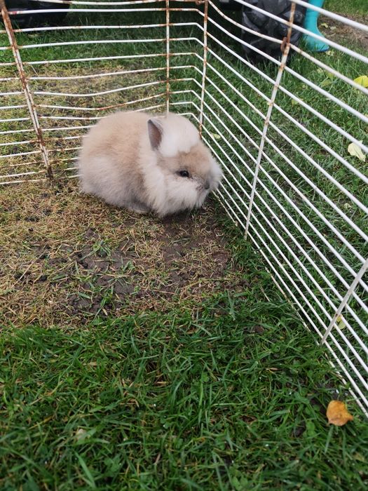 Króliczek miniaturka lwi