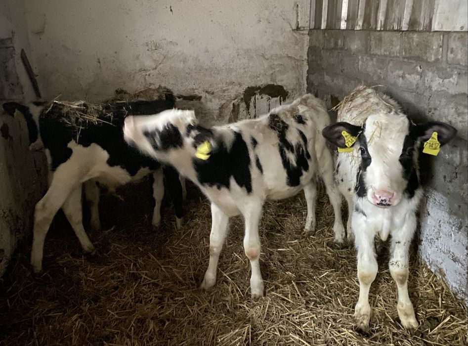 4sztuki byczki żarłaki odchowane, odsadki