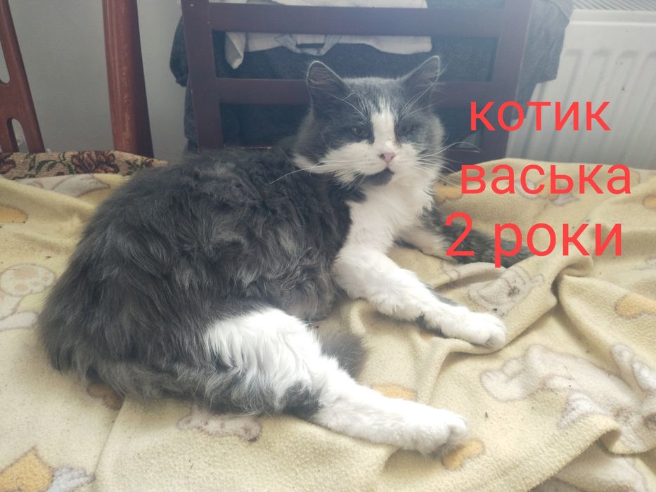 Стерелізовані, в хороші руки