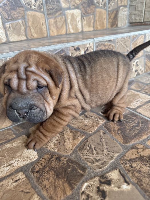 Шарпейчики шукають родину