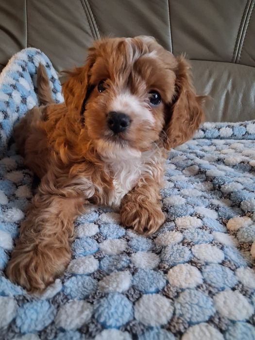 Cavapoo chłopczyk prześliczny  ! Jedyny taki cudny  !