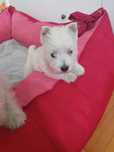 Szczeniak West Highland White Terrier.