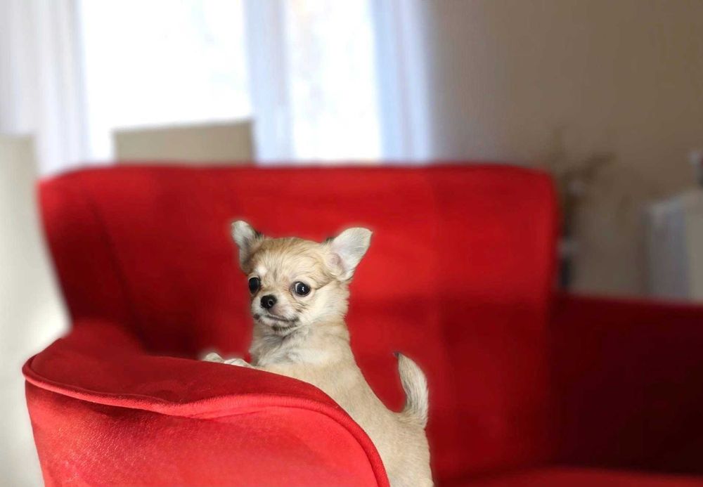 Maleńki długowłosy beżowy piesek chuhuahua SNIKRES ZKwP  FCI