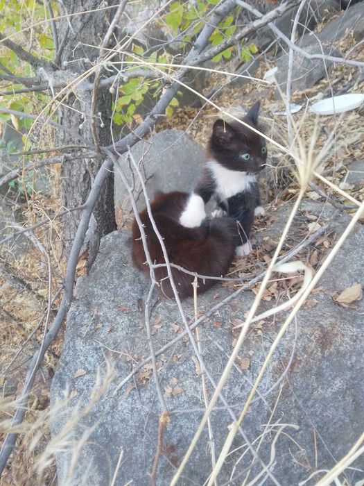 Красивые котята даром. Кот. Кошка. Котенок. Бесплатно